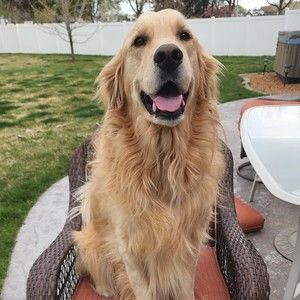 Meet your Posher, Posh